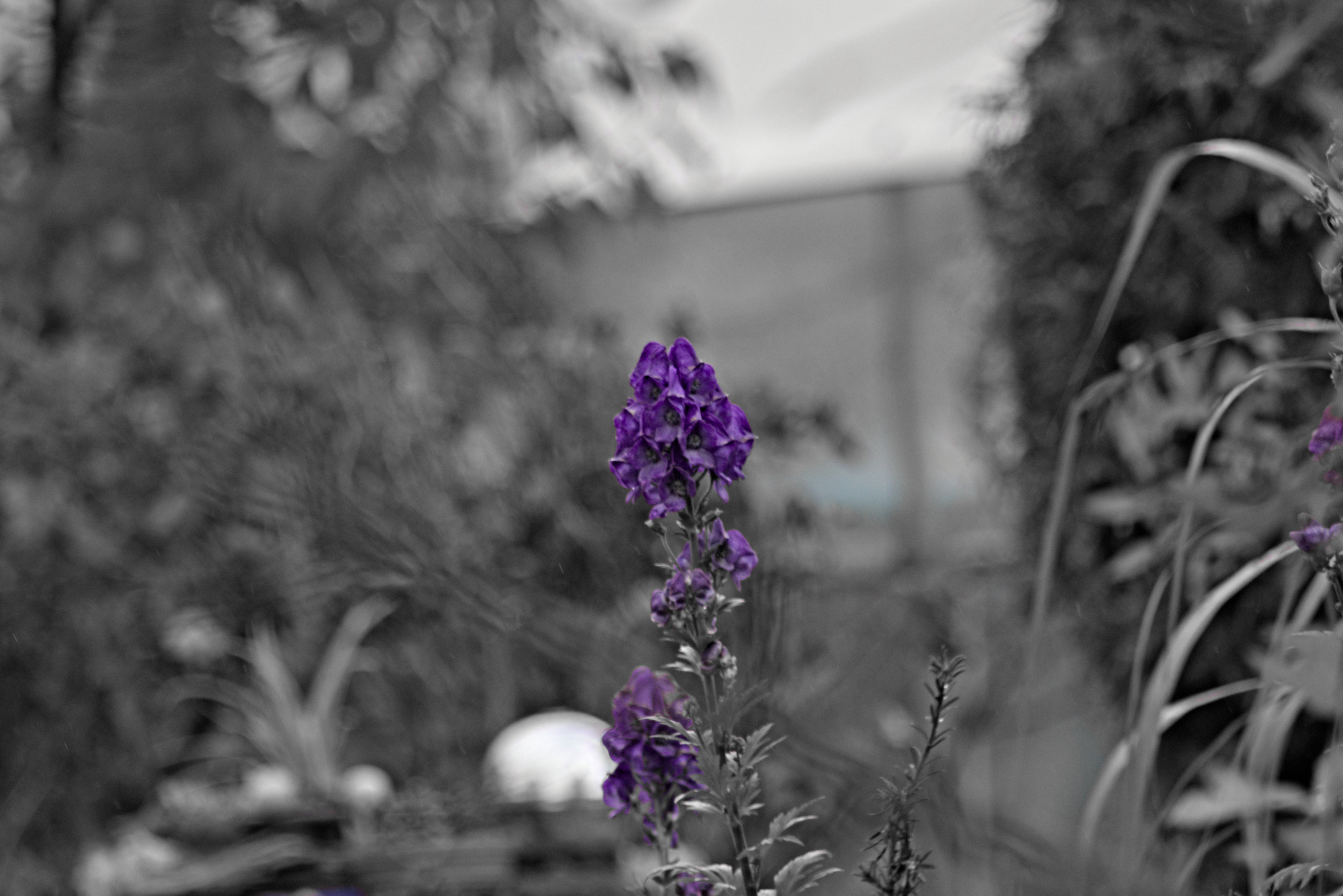 Pentacon 200mm f4  G.D.R.  (M42) - _I4A0061.jpg